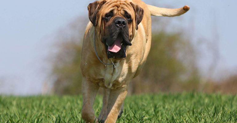 Mastiff