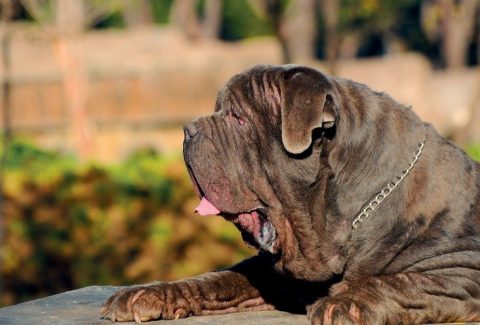 Napoliten Mastiff