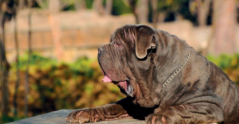 Napoliten Mastiff