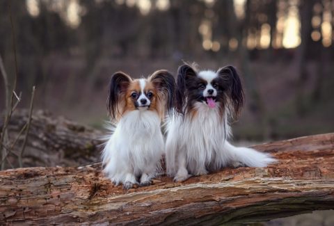 Papillon