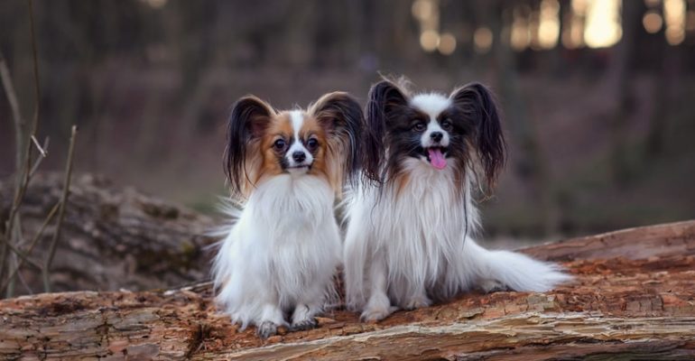 Papillon