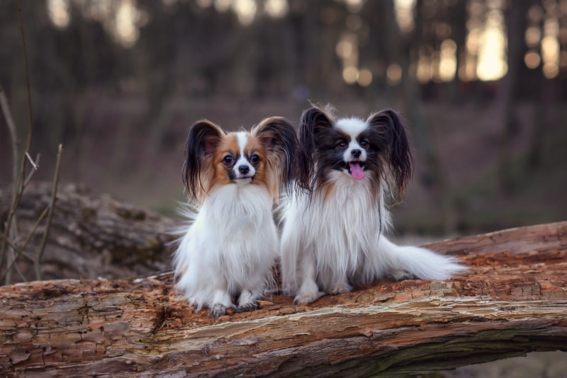 Pabilom Papillon Eğitimi - Bakımı ve Özellikleri | Köpek Eğitmeni