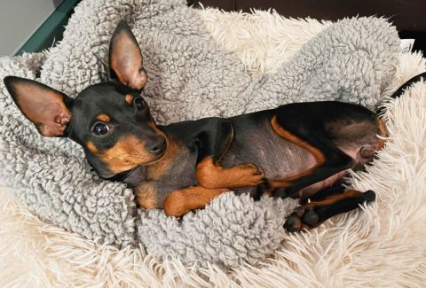 Pinscher