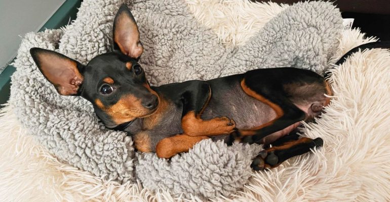 Pinscher