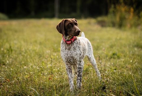 Pointer