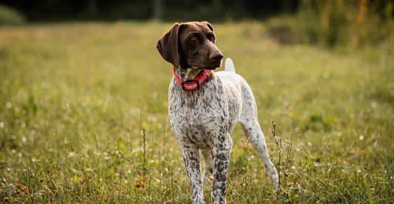 Pointer