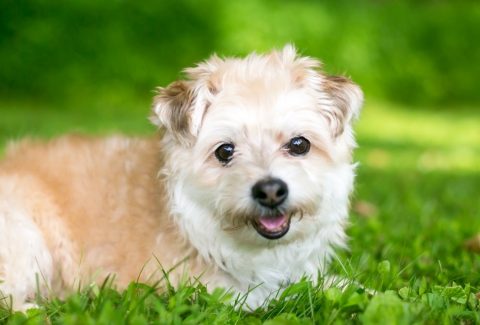 Pomapoo