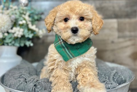 Poochon
