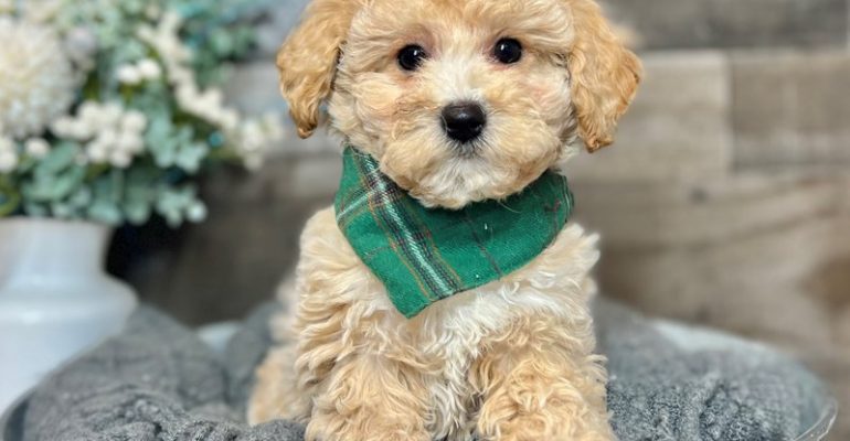Poochon