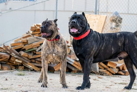 Presa Canario