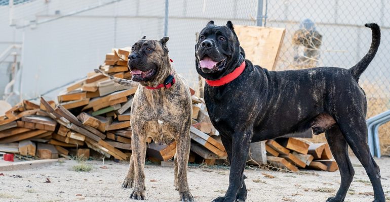 Presa Canario
