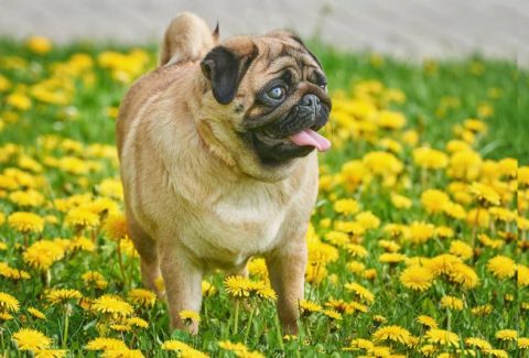 Pug