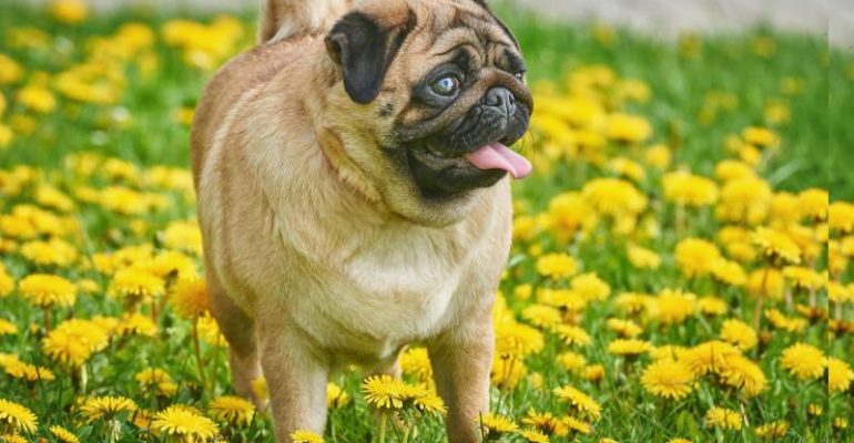Pug