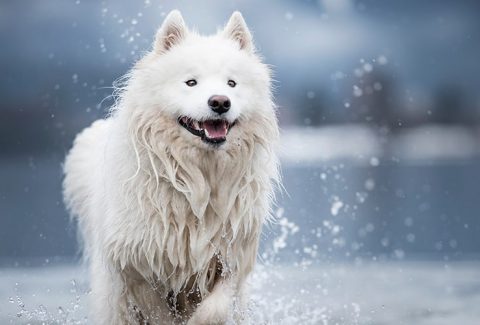 Samoyed
