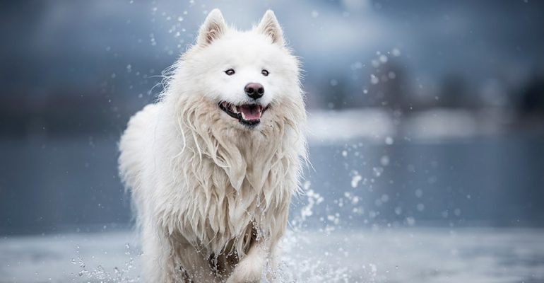Samoyed