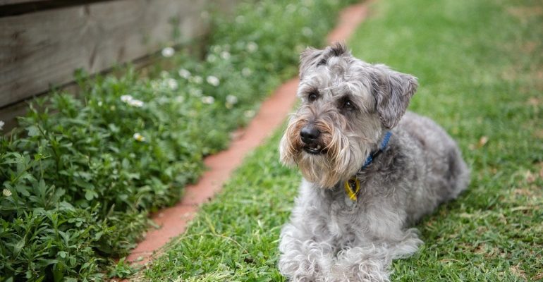 Schnoodle