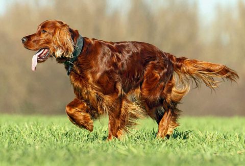 Setter