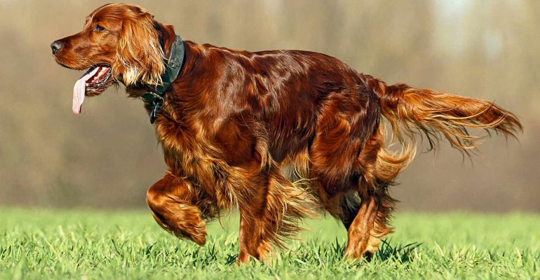Setter
