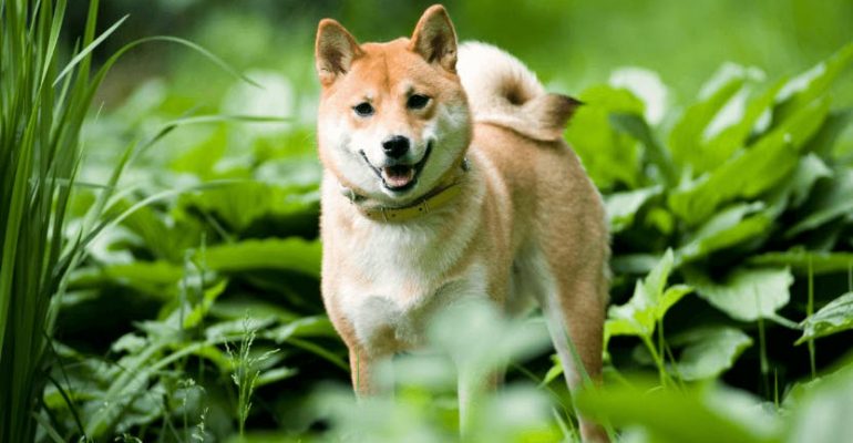 Shiba Inu