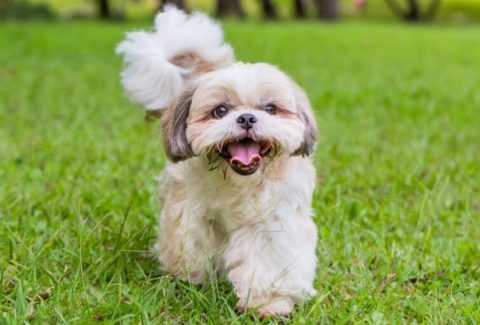 Shih Tzu