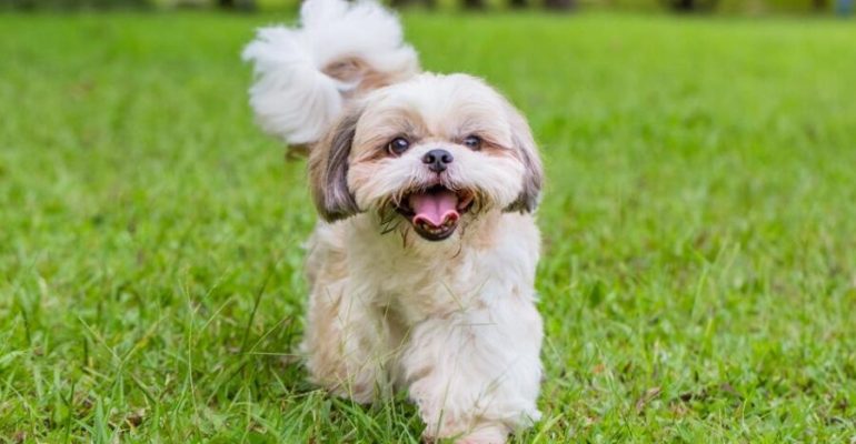 Shih Tzu