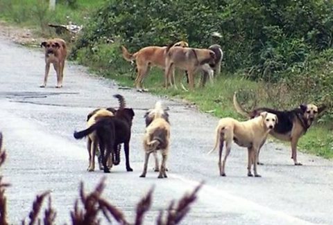 Sokak Köpeği