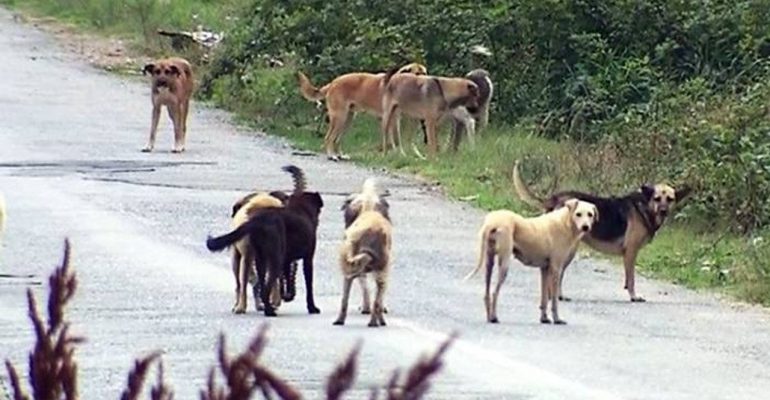 Sokak Köpeği