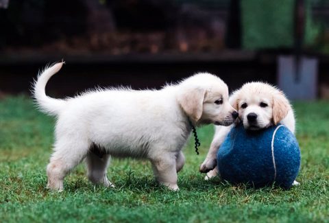 Yavru Köpek Nasıl Büyütülür