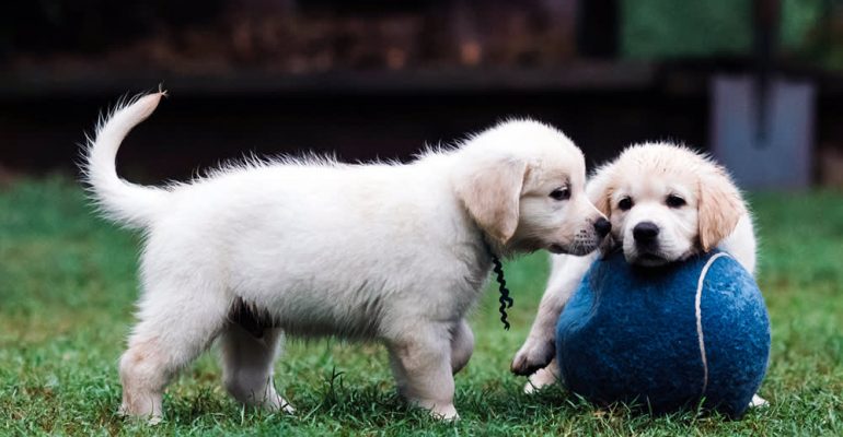 Yavru Köpek Nasıl Büyütülür