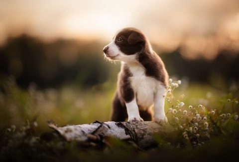 Yavru Köpek Ne Zaman Dışarıya Çıkabilir