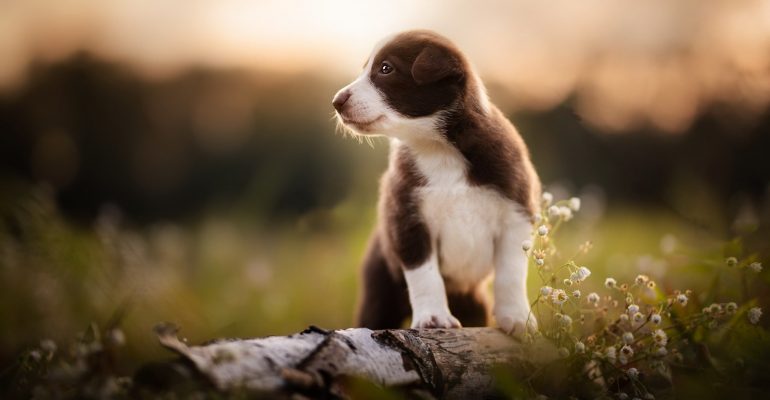 Yavru Köpek Ne Zaman Dışarıya Çıkabilir