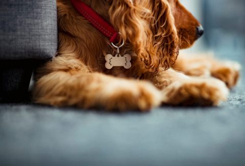 Yavru Köpek Tasmaya Nasıl Alıştırılır
