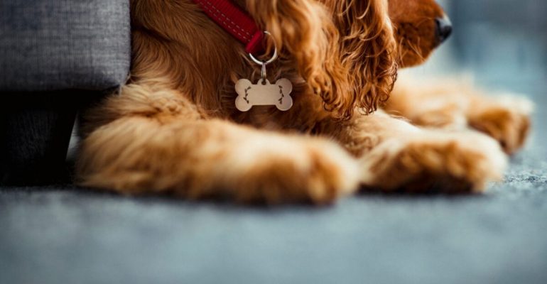 Yavru Köpek Tasmaya Nasıl Alıştırılır