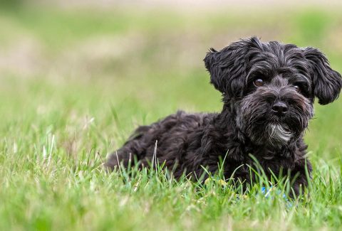 Yorkipoo
