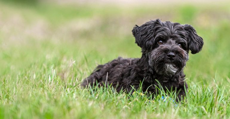 Yorkipoo