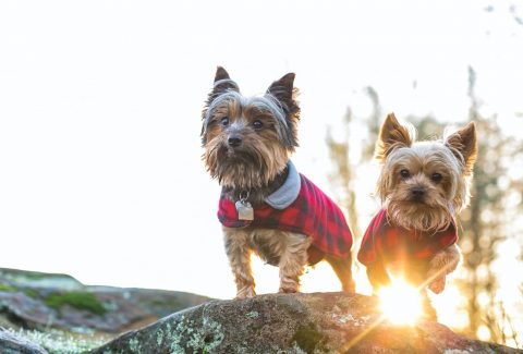 Yorkshire Terrier