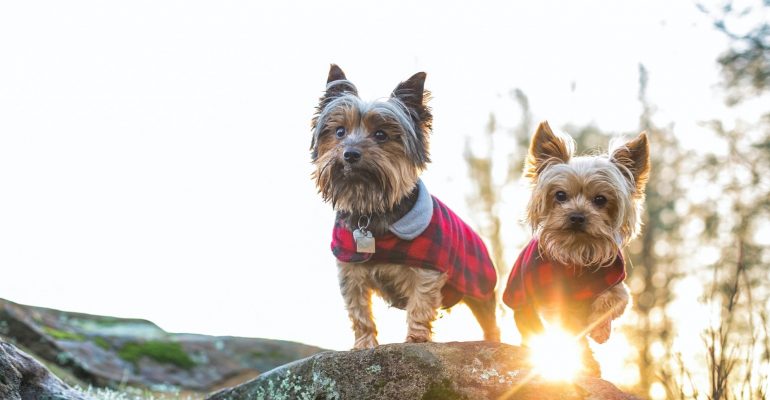 Yorkshire Terrier
