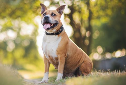 american staffordshire terrier