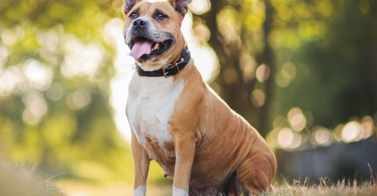 american staffordshire terrier