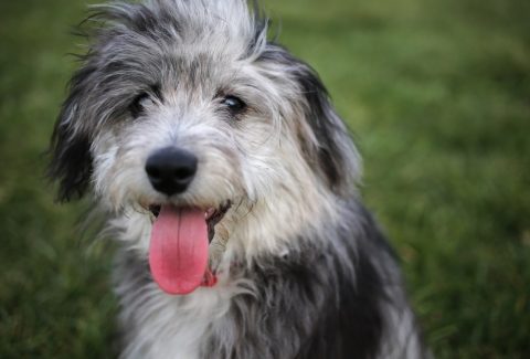 Aussiedoodle