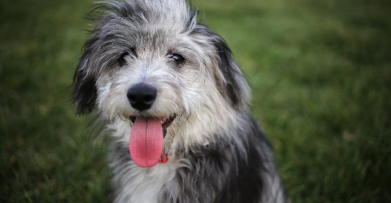 Aussiedoodle