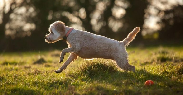 Bahçede Bakılabilecek Köpek Cinsleri Bahçeli Ev İçin En Uygun Cinsler