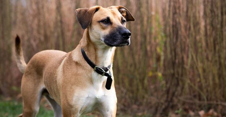 Black Mouth Cur