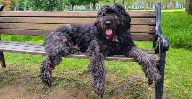 Bouvier des Flandres