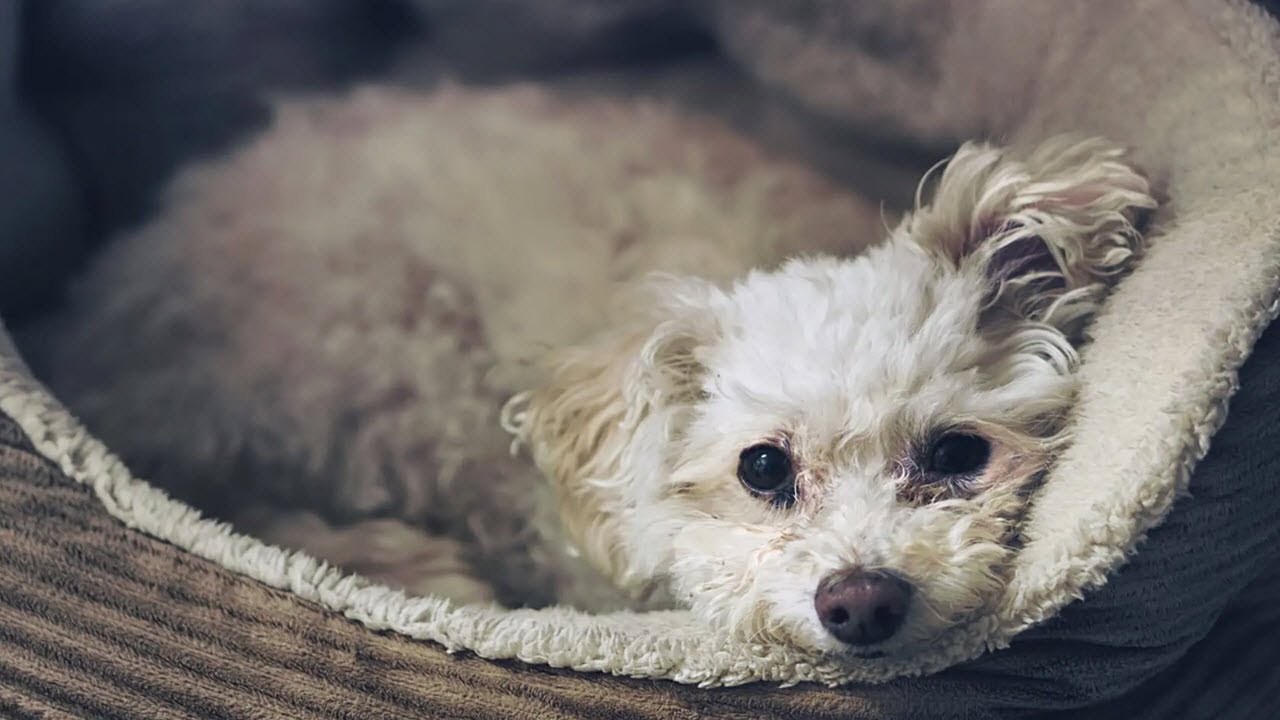 Cho Poo Chi-Poo Eğitimi - Bakımı ve Özellikleri | Köpek Eğitmeni