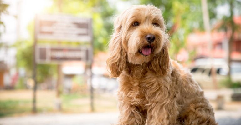 Cockapoo