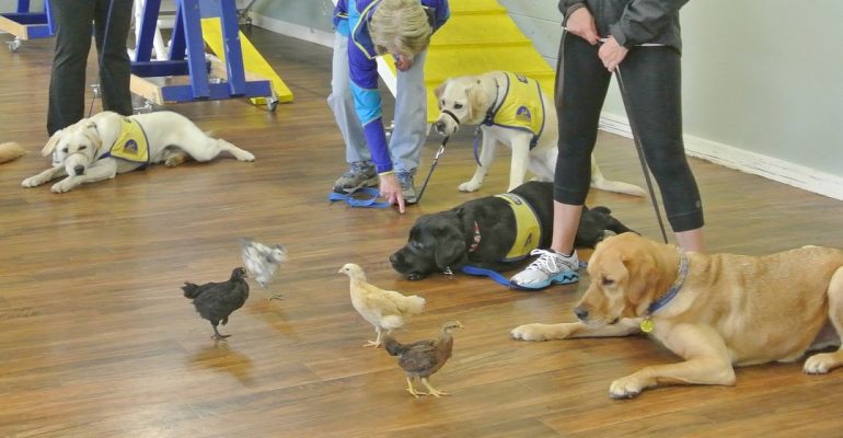 Eğitimi En Kolay Köpek Cinsleri
