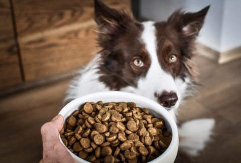 Eğitmenden En İyi Köpek Maması Markaları Tavsiyesi ve Önerisi!