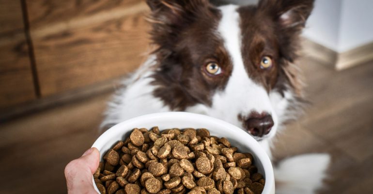 Eğitmenden En İyi Köpek Maması Markaları Tavsiyesi ve Önerisi!