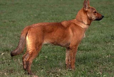 Korean Jindo
